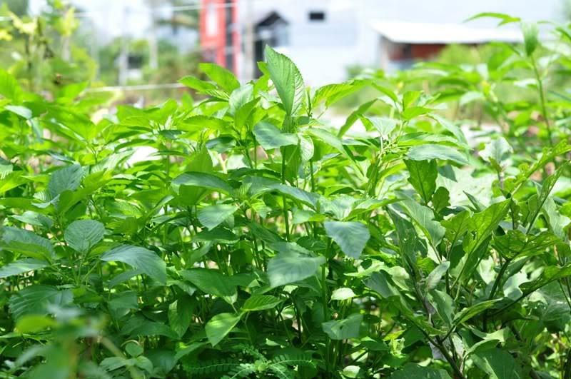 Gói 20g hạt giống rau đay trắng