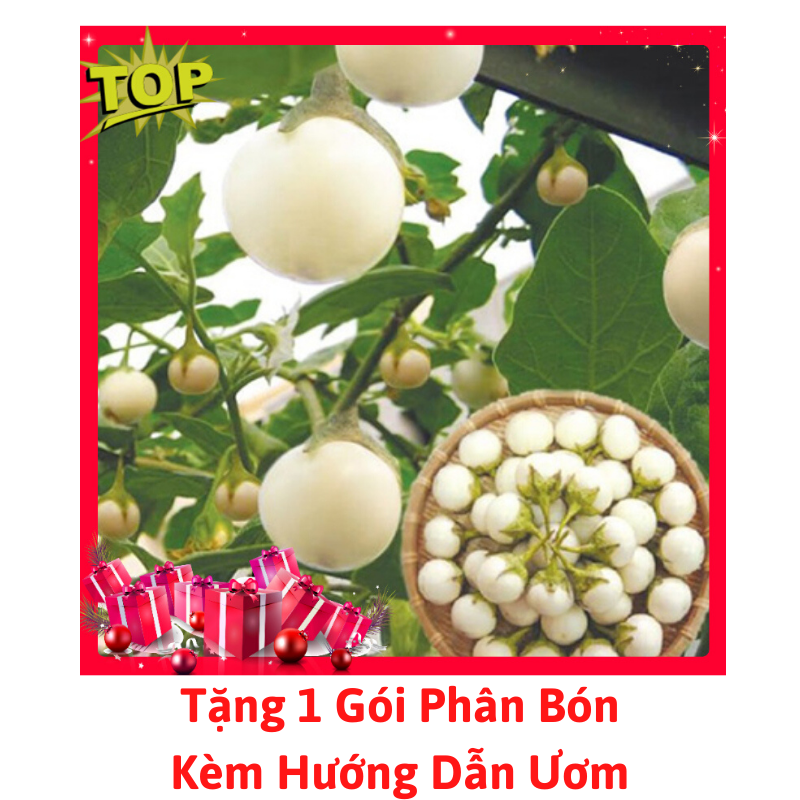 [Lấy mã giảm thêm 30%] Gói Hạt Giống Cà Pháo Trắng
