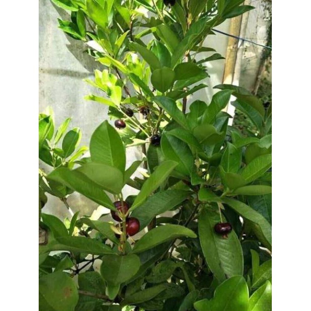 Sản phẩm cây giống cherry brazil