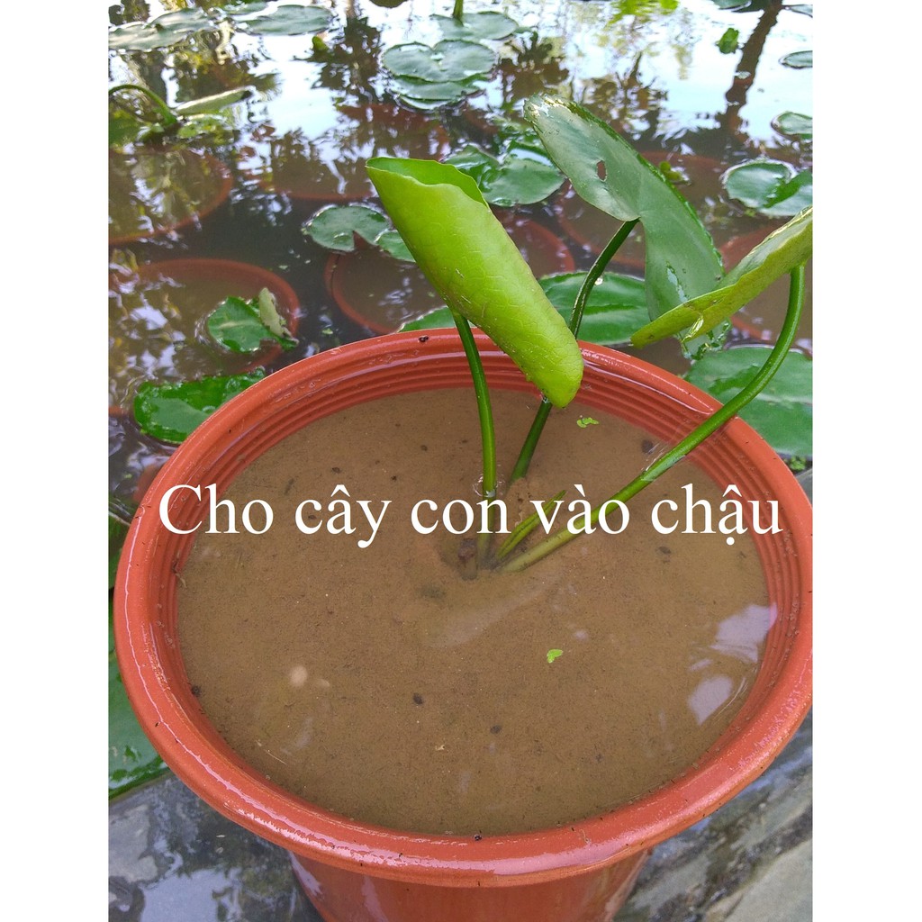 Cây hoa súng Thái Lan màu ngẫu nhiên - Cây cảnh và hạt giống
