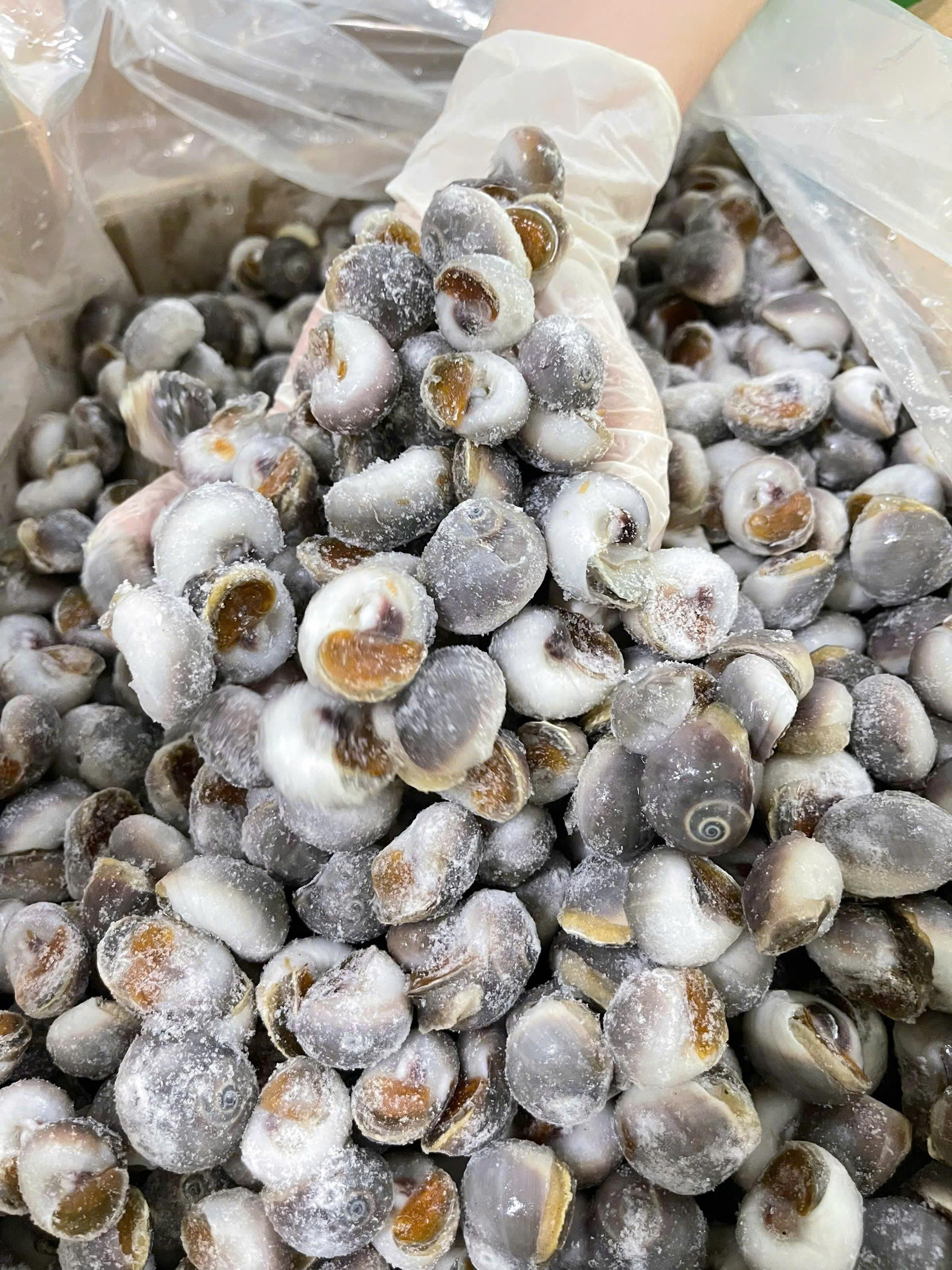 Ốc Mỡ size 200 con 1kg ( Hỏa tốc TPHCM )