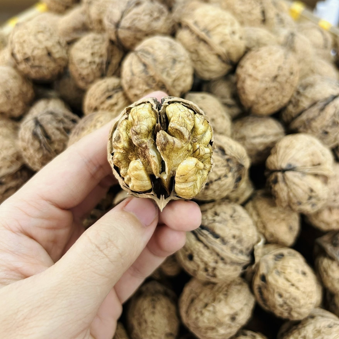 Óc chó nếp vàng Hà Giang, óc chó giấy nguyên vỏ loại 1 (500g, 1kg) . Óc chó sống sấy khô chưa tách vỏ làm sữa hạt