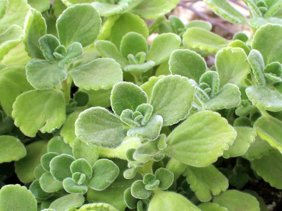 Chậu cây Nhất Mạt Hương - Sen Đá Lá Thơm mùi bạc hà - Plectranthus hadiensis var tomentosa