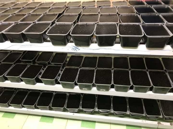 Cây thạch đen cao bằng