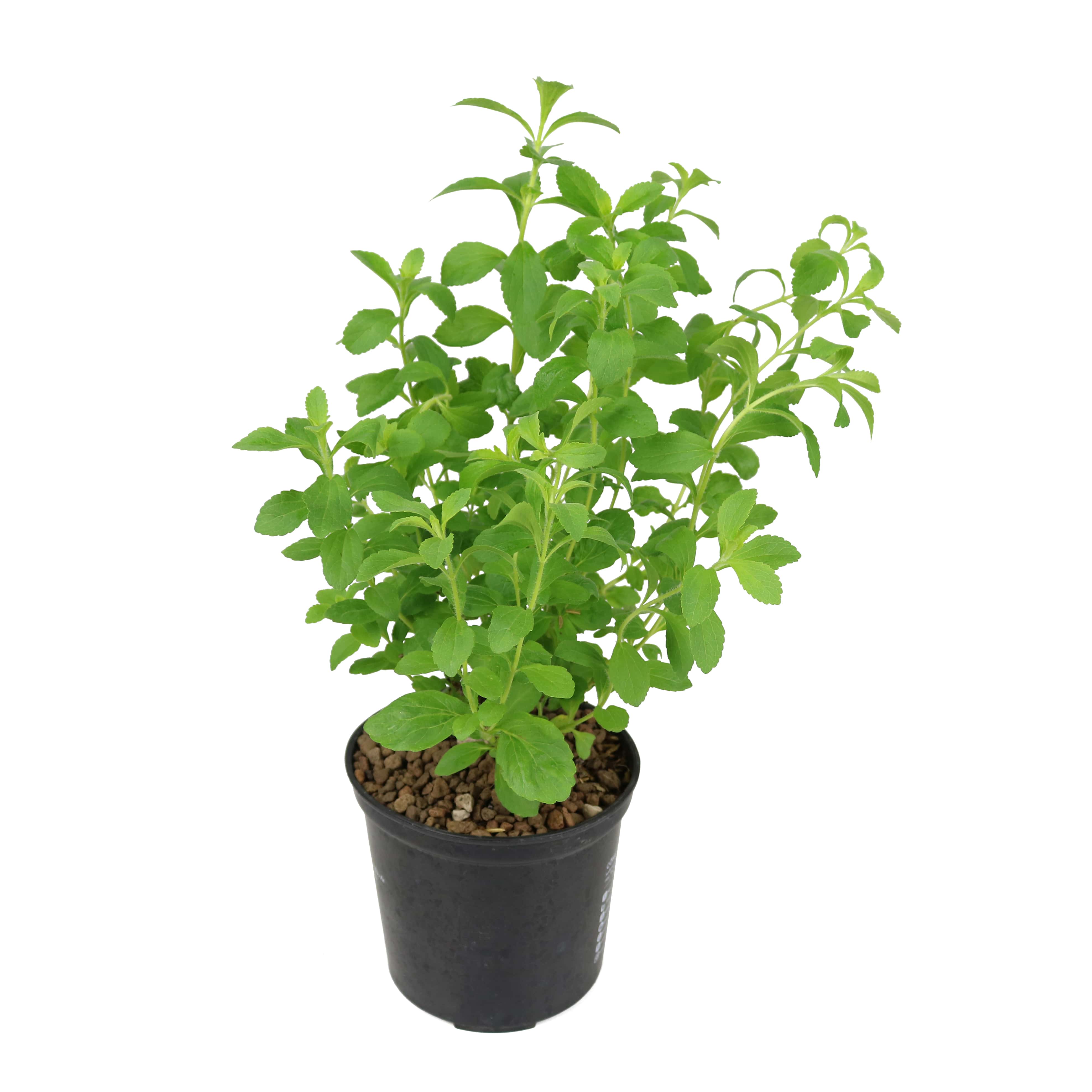 Cây gia vị | Cây cỏ ngọt | Stevia
