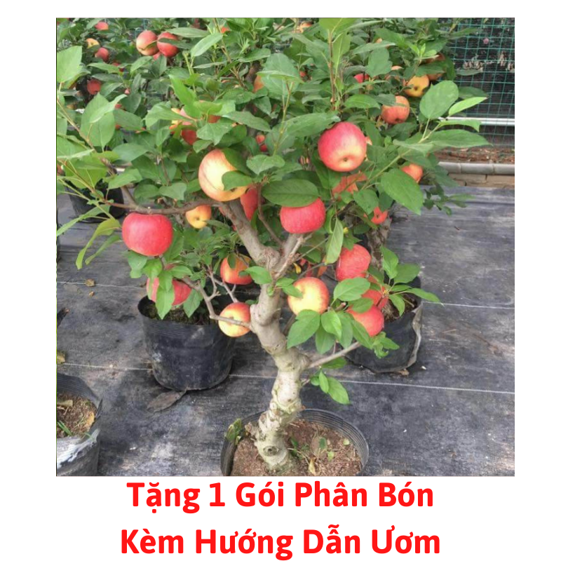 [Lấy mã giảm thêm 30%] Gói Hạt Giống Táo Lùn Đỏ