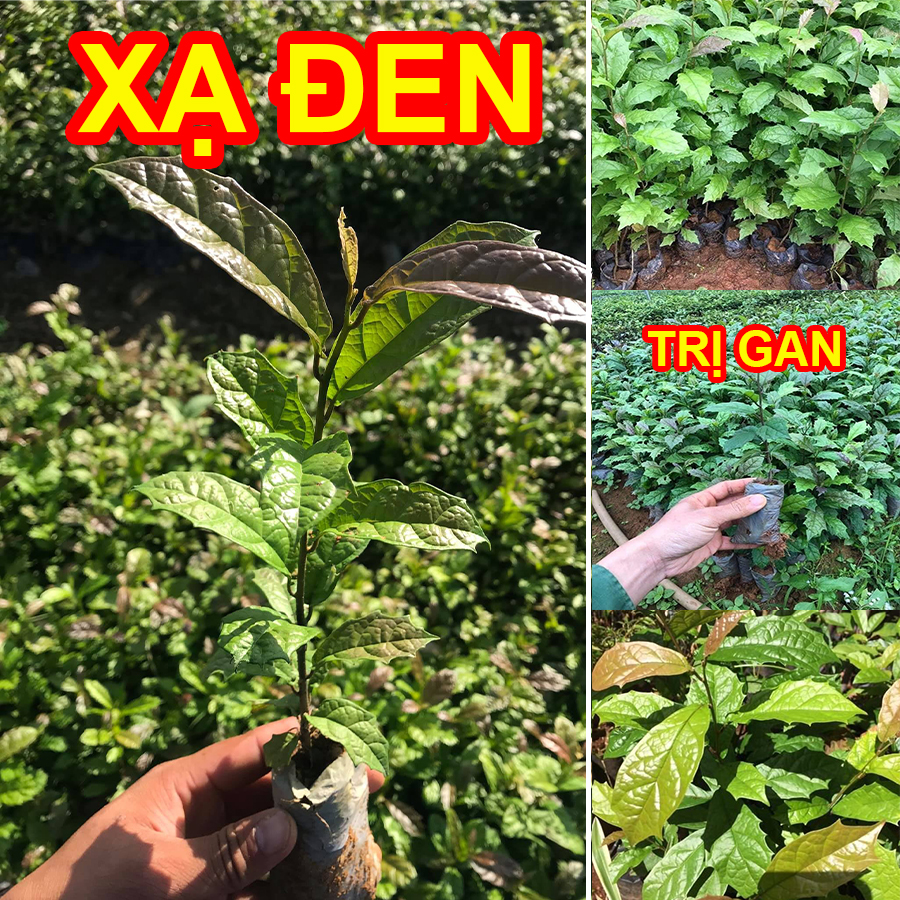 [Cây dược liệu] Cây giống Xạ Đen Hoà Bình, giải độc, mát gan