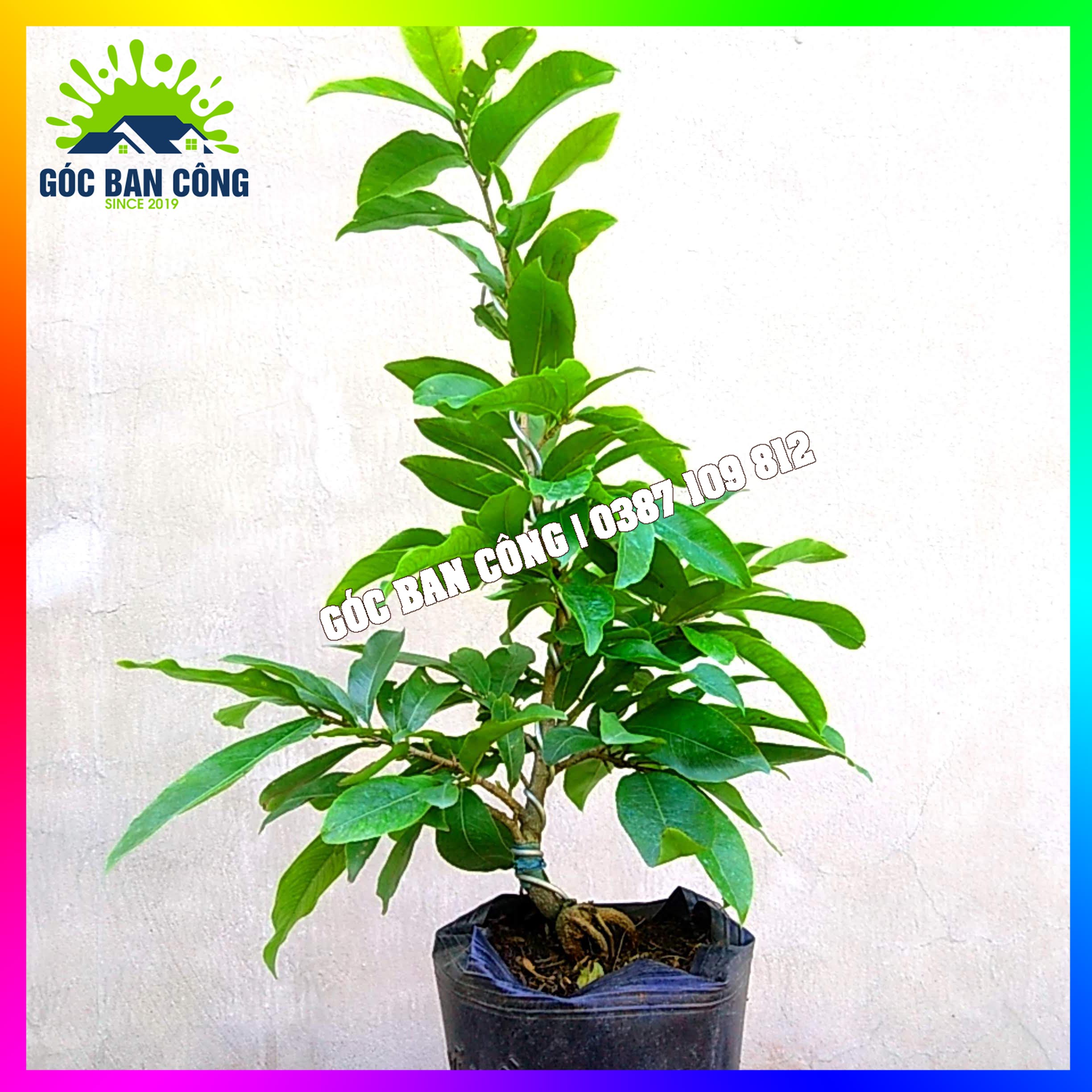 Mai Vàng Bonsai Mini