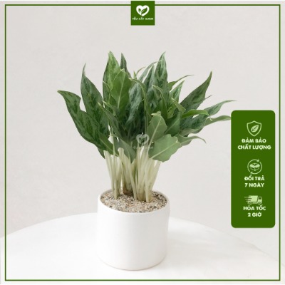 Cây Giữ tiền để bàn hợp Phong Thủy dễ chăm sóc