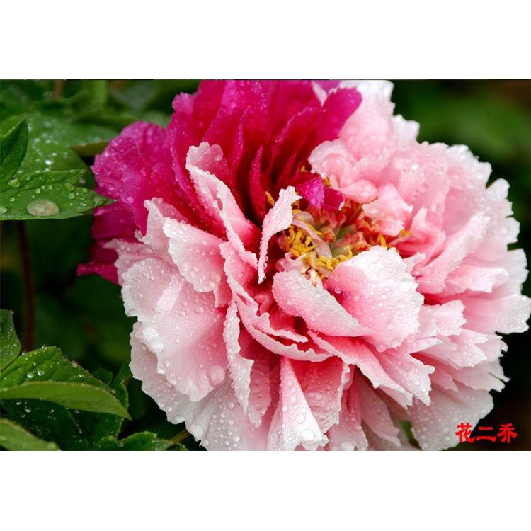 Hot-selling household goods Củ hoa mẫu đơn cánh kép nhiều màu củ cây hoa mẫu đơn đã nảy nhiều mầm