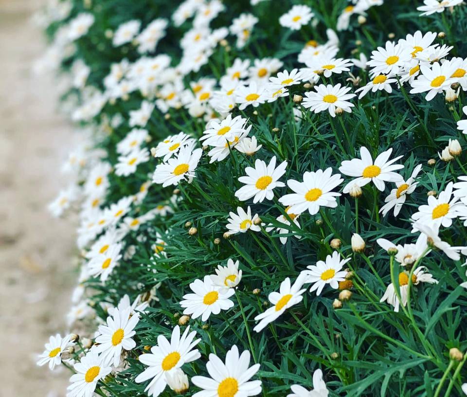 [Seeds] Hạt giống hoa cúc họa mi Rado, đóng gói 0.03gr