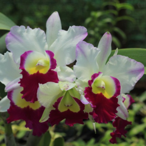 Lan cattleya cây giống - lan cát giống