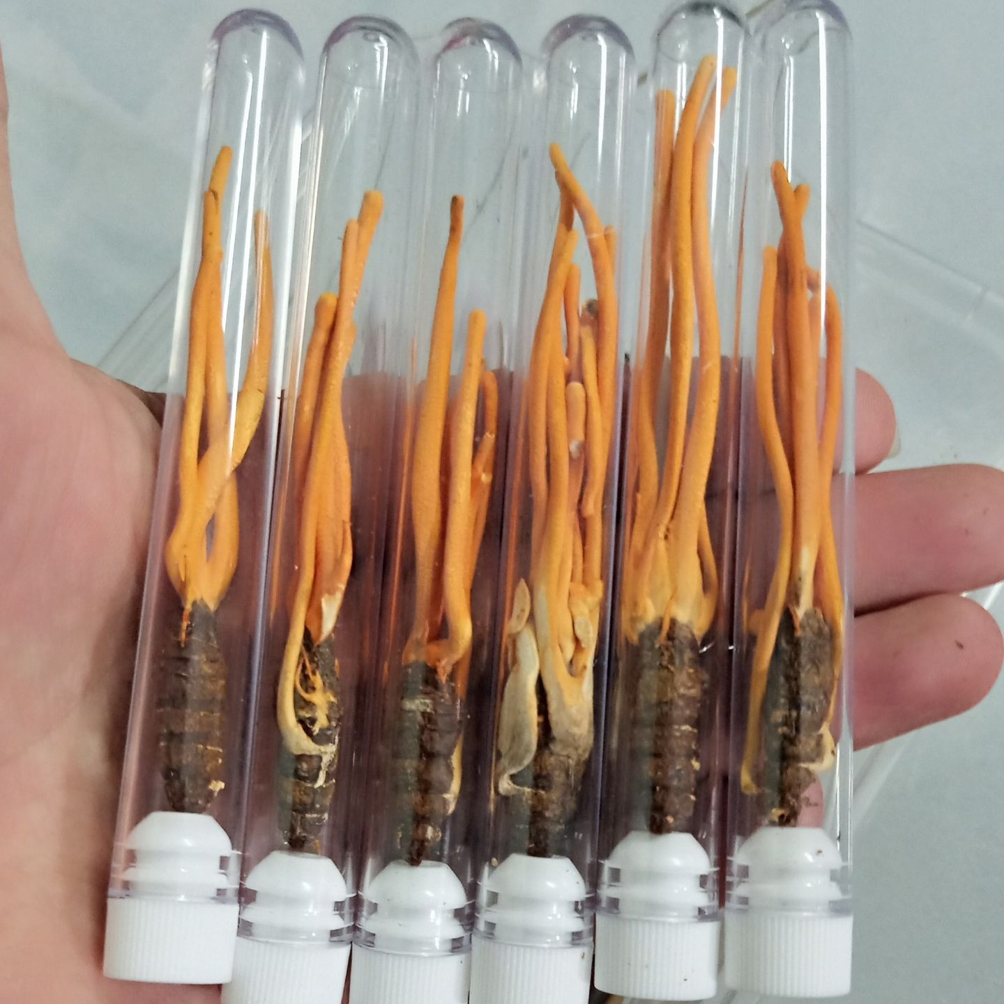 Đông Trùng Hạ Thảo Ký chủ nhộng - Nhộng Trùng Thảo COMBO 10 Con