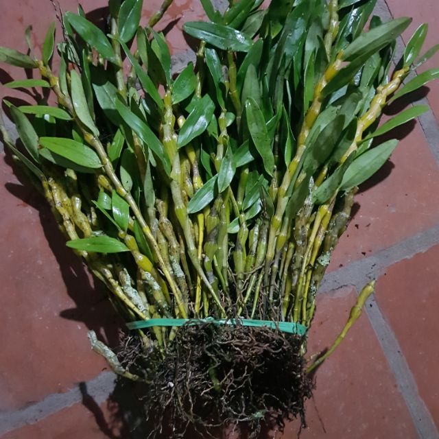 Lan rừng hoàng thảo đùi gà dẹt bó 200gram 55k