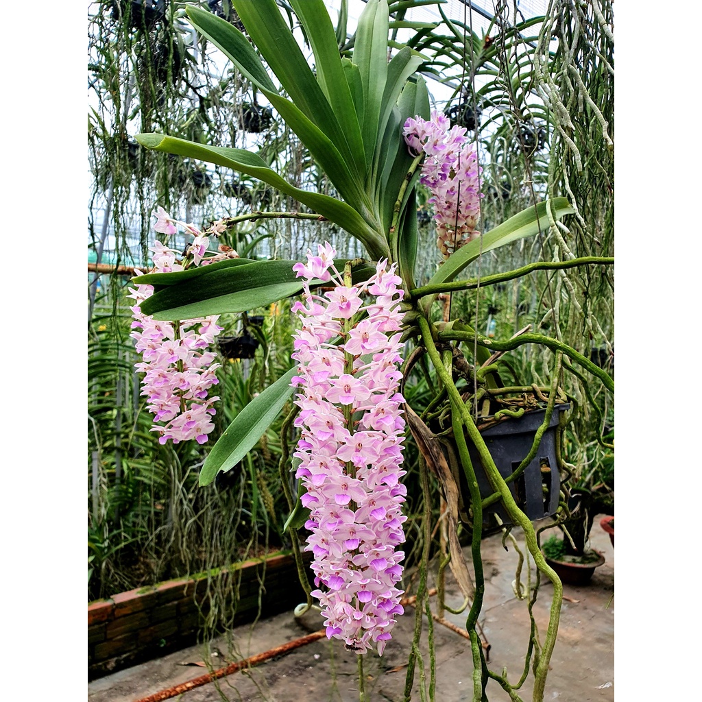Lan đuôi cáo/chồn - hoa thơm phức cả vườn