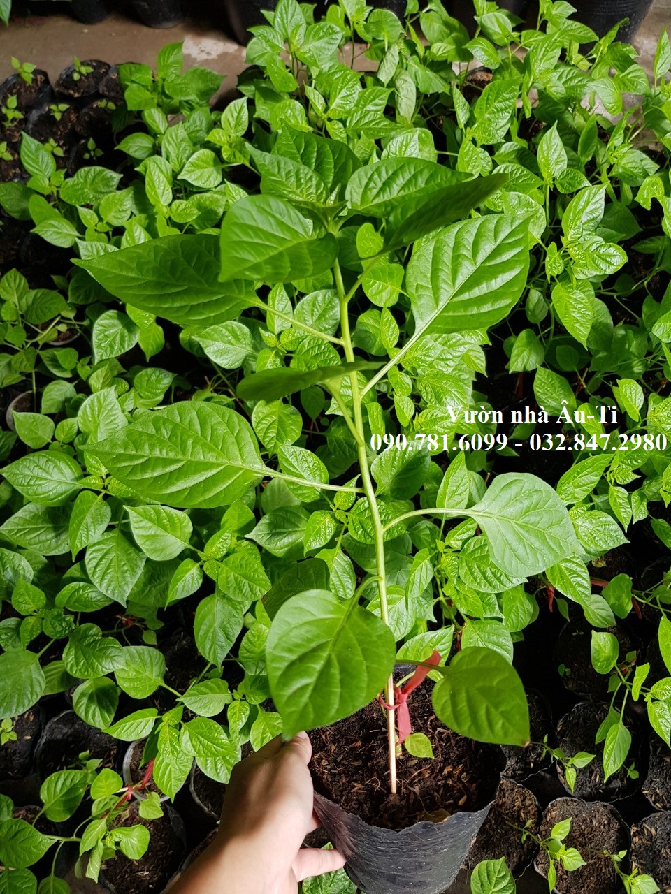 Cây ớt peru Aji Charapita 20-25cm , ớt đắt nhất thế giới