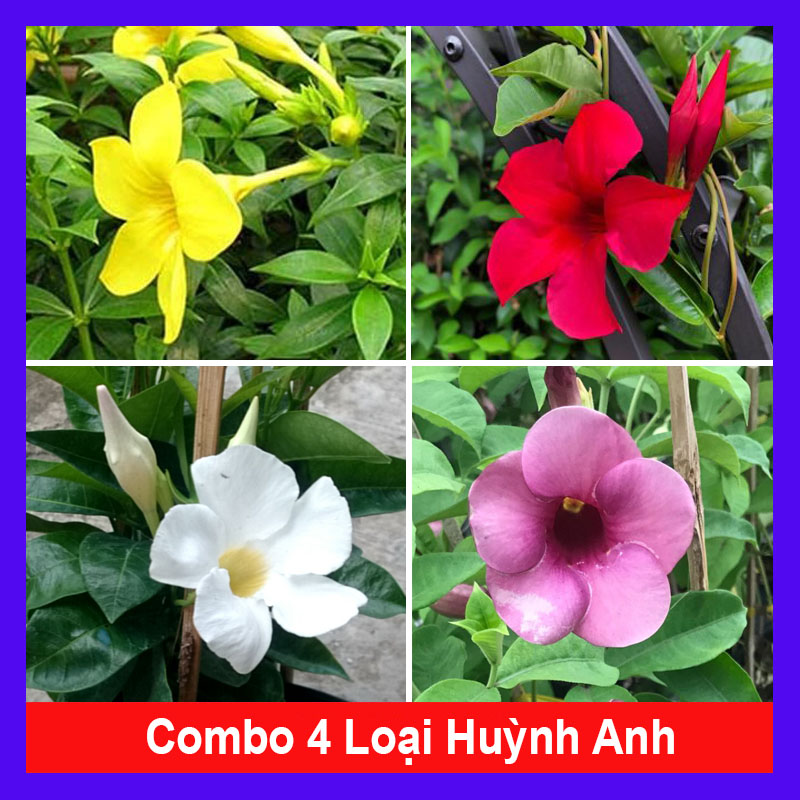 Combo 4 cây huỳnh anh - caykiengsadec
