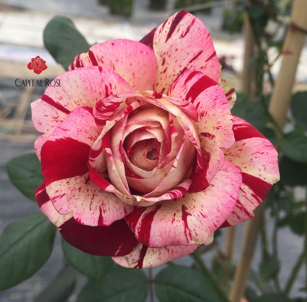 Cây hoa hồng JUNIO trưởng thành cao 60-70cm đang nụ và hoa (ảnh thât)