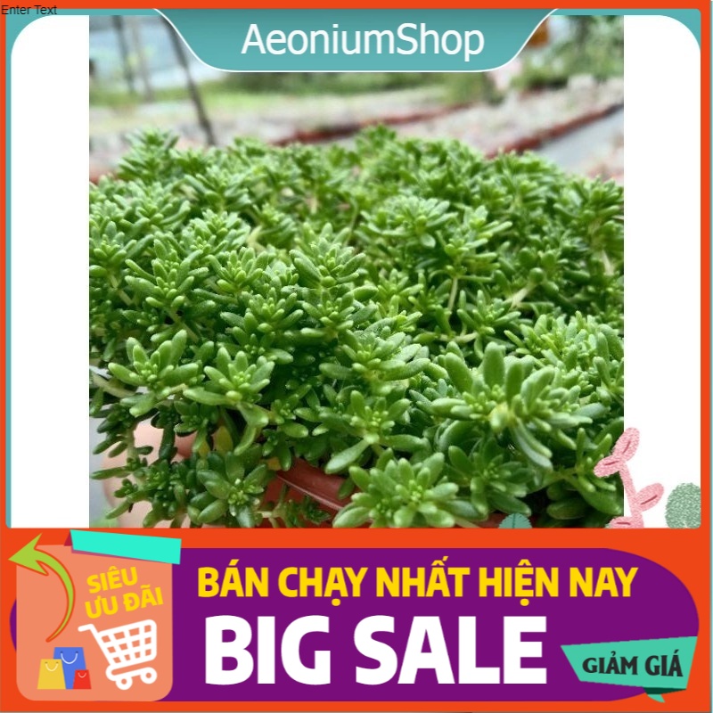 Sen Đá Sedum Xanh Size Trung, Xuất Xứ Đà Lạt, Lỗi 1 Đổi 1 💪