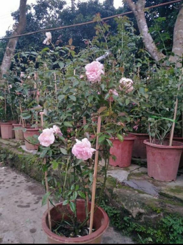 Hoa Hồng Đào cổ bầu đất đang nụ