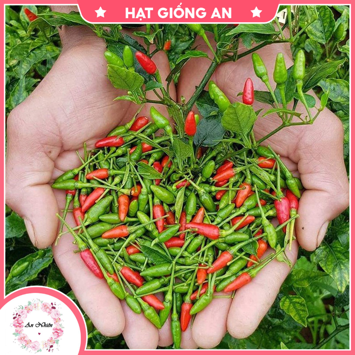 Hạt giống ớt xiêm thơm cay tn - hat giong an