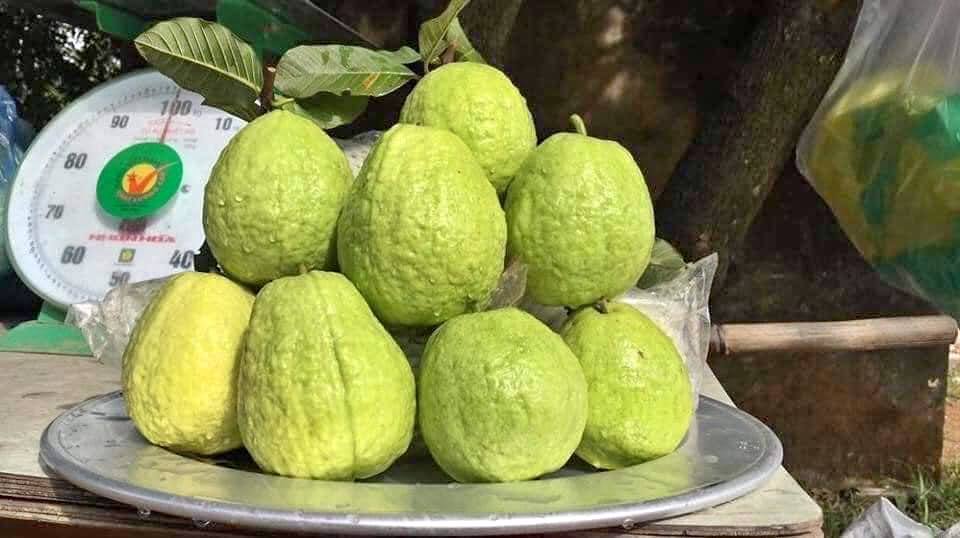 Cây ổi lê đài loan cao 70-80 cm (ảnh thật)