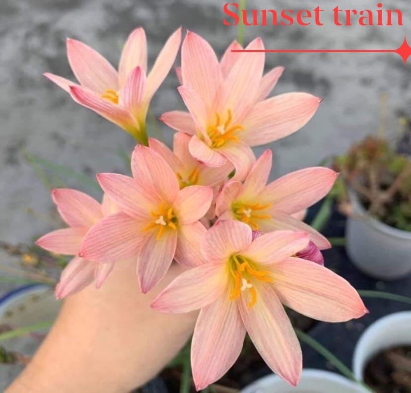 Combo 4- set 8 củ huệ mưa ngoại màu sọc và hồng tím huyền thoại , gắn tag từng củ, sống 100%, size củ baby đến teen