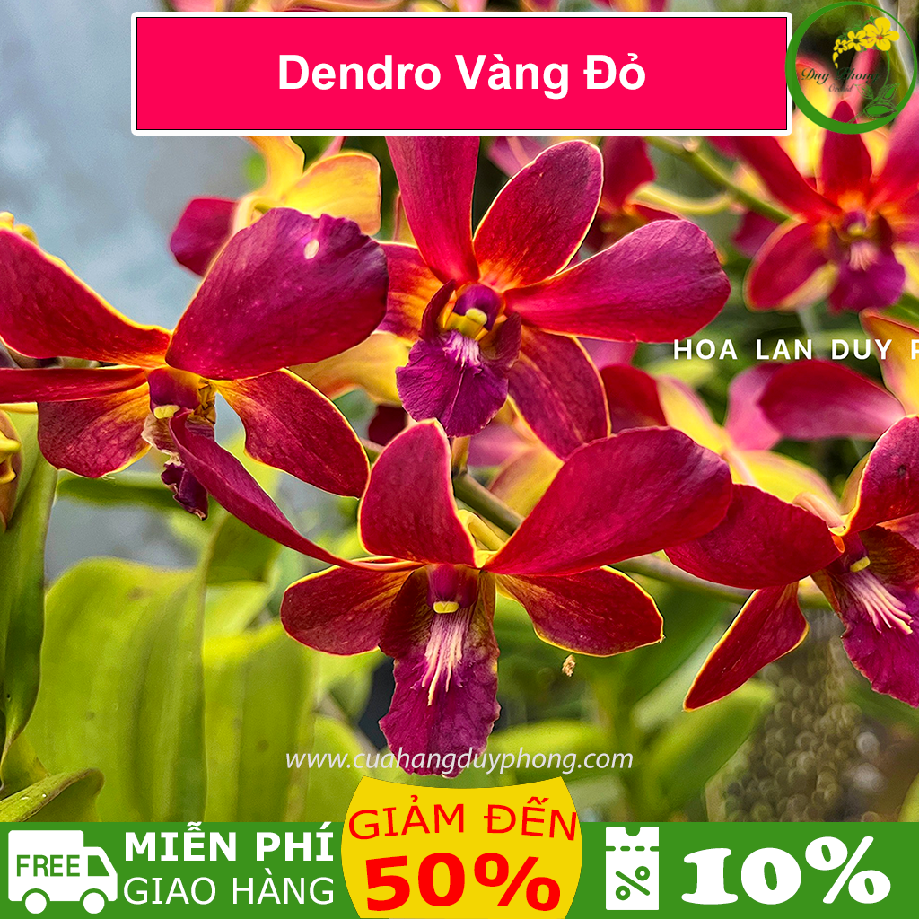 Dendro Vàng đỏ - Hoa thơm, cây tơ, bán cây to khỏe như hình