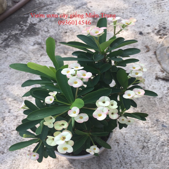 Cây hoa xương rồng bát tiên (chậu nhựa)