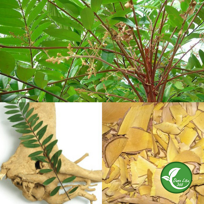 Cây mật nhân khô - dl010