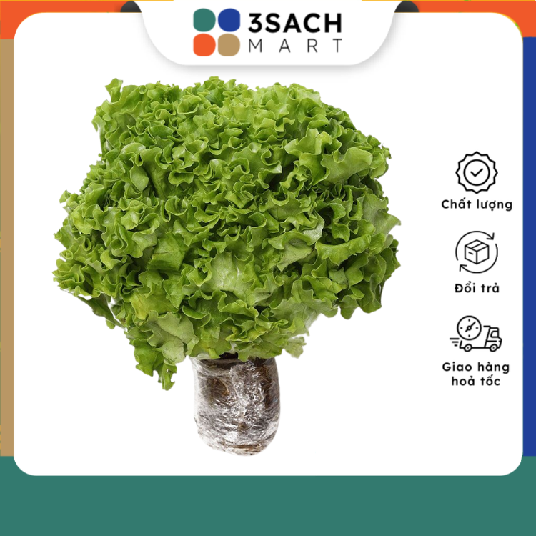 Xà lách lolo xanh thủy canh - 250g/khay