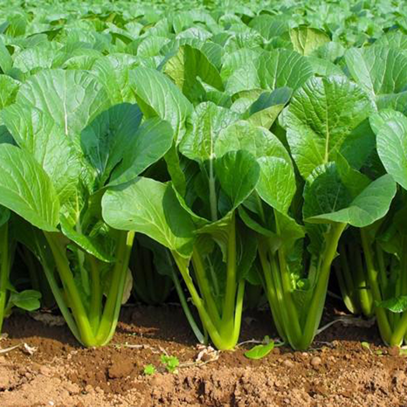 [HCM]20g Hạt Giống Rau Cải Ngọt Giòn Ngọt Năng Suất Cao