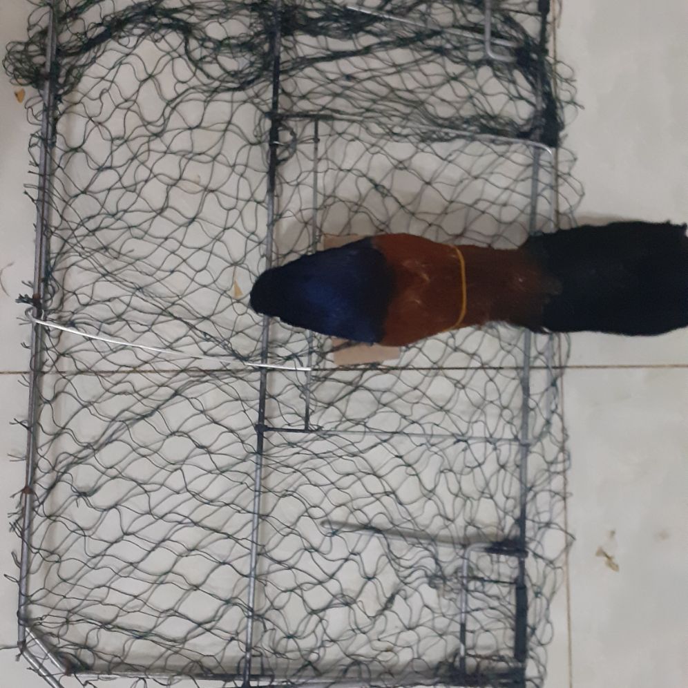 combo 1 mẹt vuông 1 chim bìm bịp giả nhồi keo chất lượng