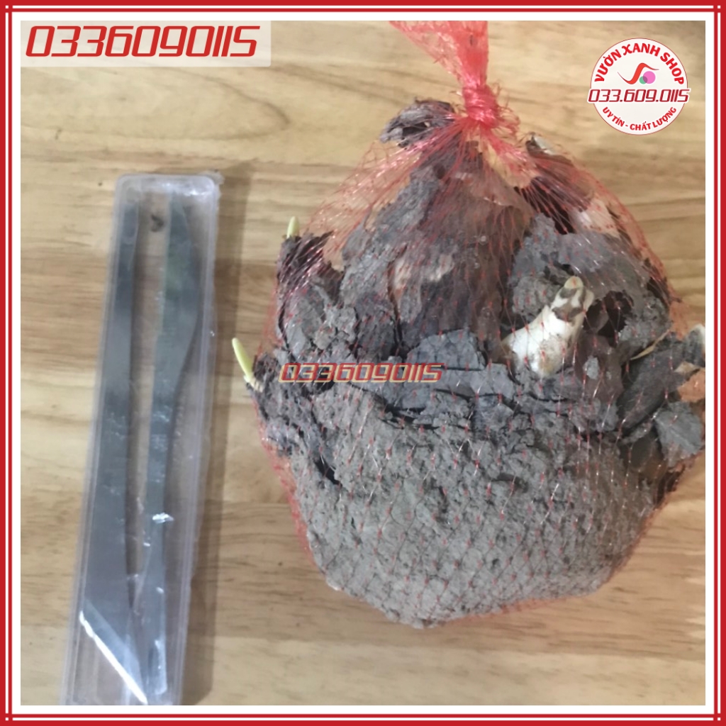 Combo 1 củ hoa thủy tiên và 1 bộ dao chuyên dụng tỉa hoa thủy tiên giá hạt rẻ, mọi nhà đều ưng