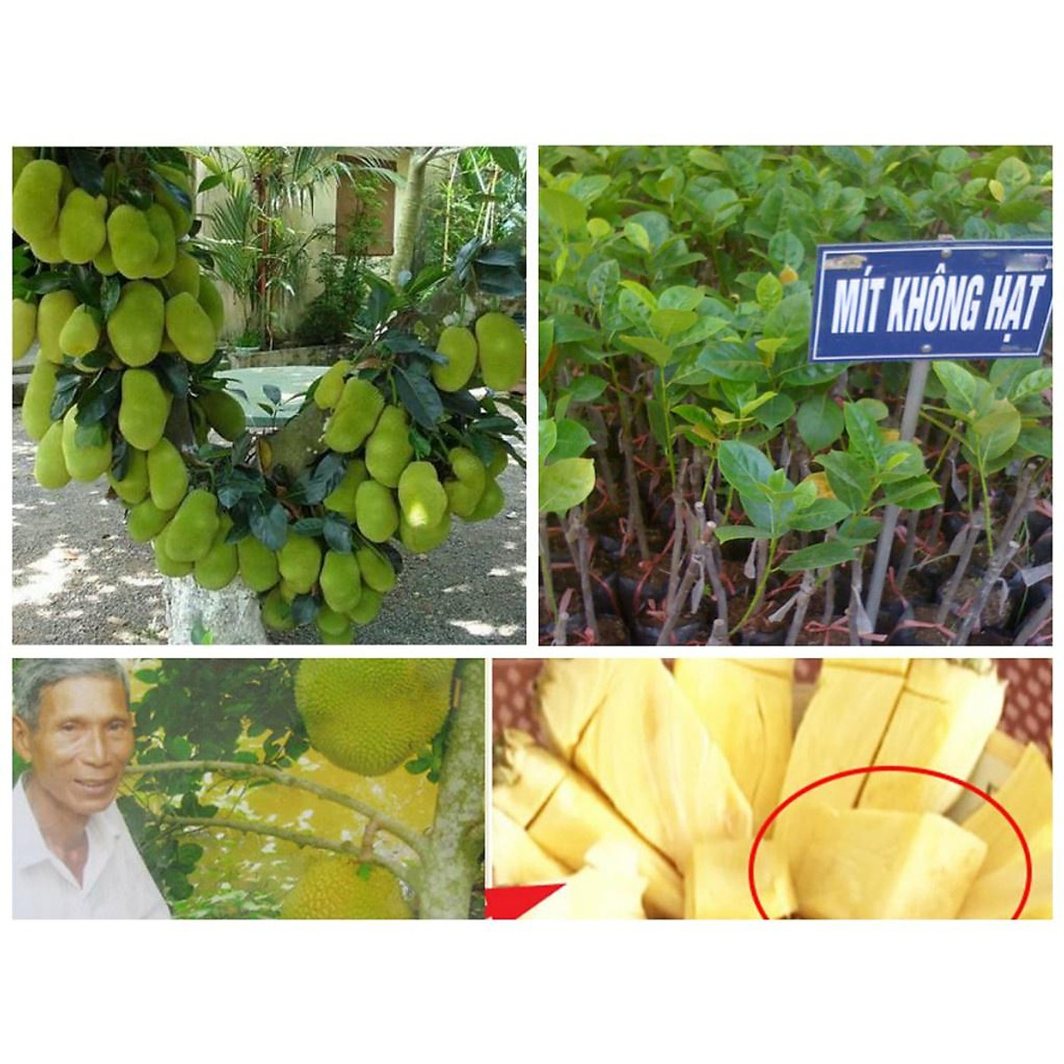 Cây Giống Mít Không Hạt Ruột Vàng tặng 2 cây chè xanh