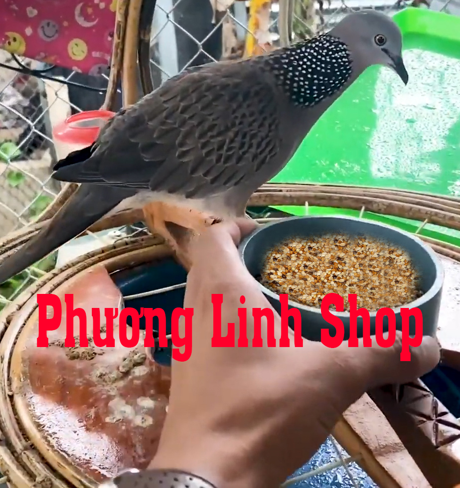 Hạt cỏ thái cho cu gáy ăn để kích thích giọng , giúp cu gáy khỏe và giọng sung hơn, sinh sản tốt hơn.