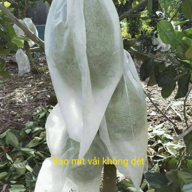 100 túi bao mít 50x70cm không thấm nước