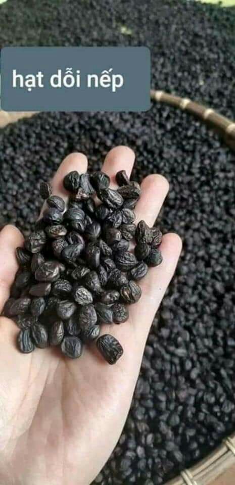 1kg hạt dổi nếp rừng tây bắc