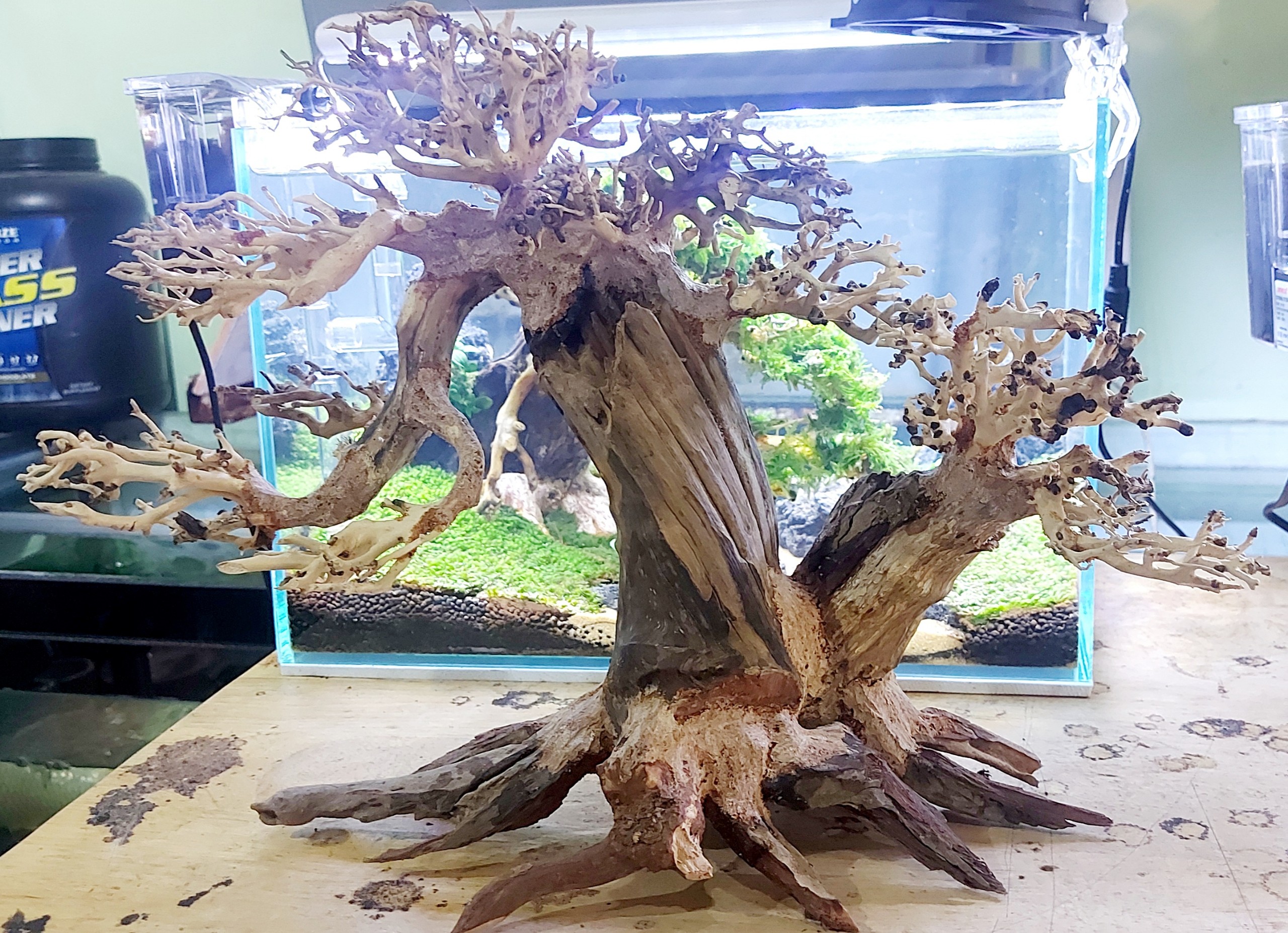 Bonsai lũa gỗ mini dáng thác đỗ 2 tán dùng cho hồ 30cm-60cm | thiết kế cổ thụ cho hồ thuỷ sinh
