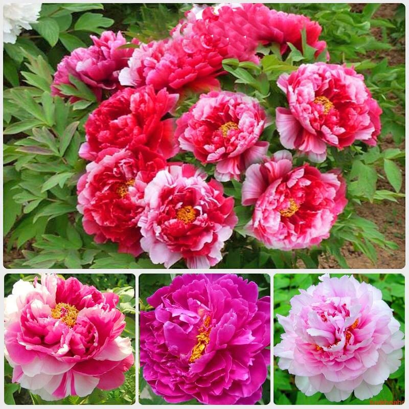 Hot-selling household goods Củ hoa mẫu đơn cánh kép nhiều màu củ cây hoa mẫu đơn đã nảy nhiều mầm