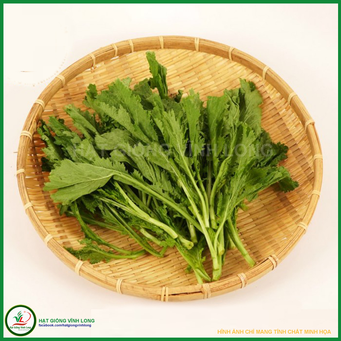 Hạt giống Cải Mèo Tây Bắc TN 153 - 20g, hiệu Trang Nông chất lượng, nảy mầm cao