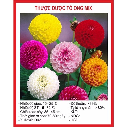 Hạt giống hoa thược dược tổ ong mix 50 hạt