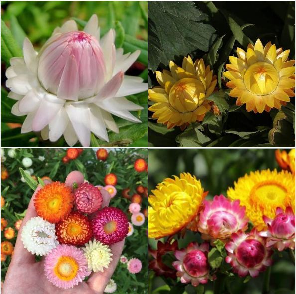 Bộ 3 gói Hạt giống hoa cúc bất tử - ( 3 gói x 50hạt/gói - TẶNG 1 gói kích hạt nảy mầm )