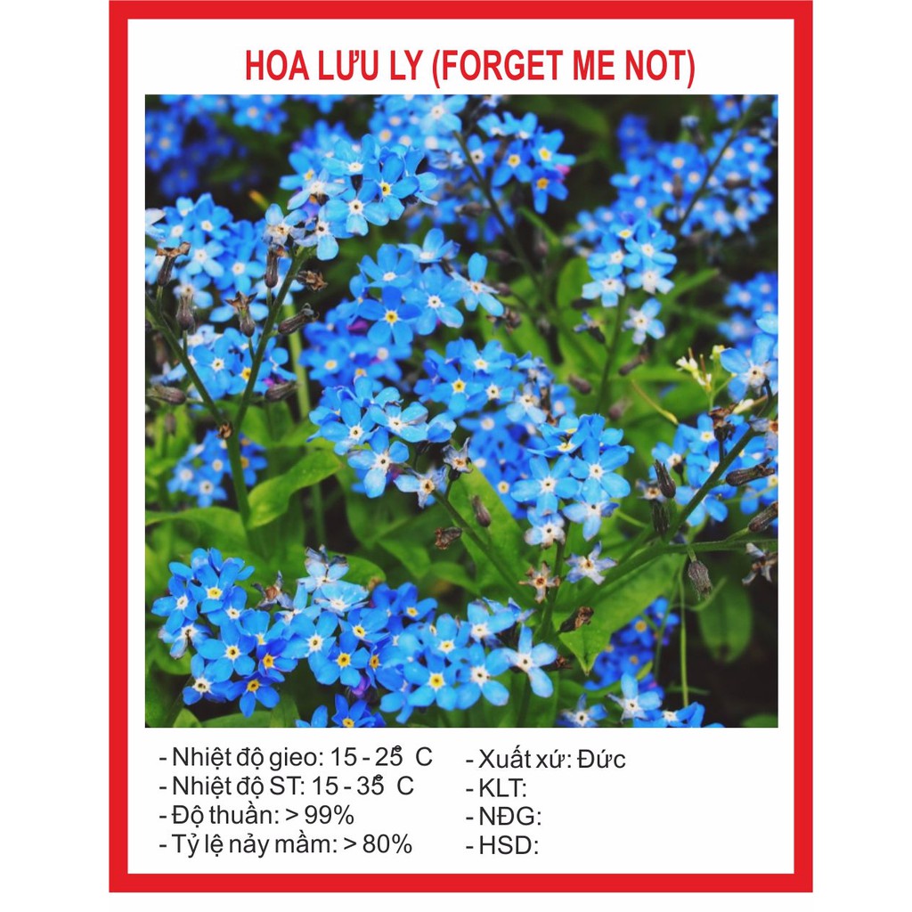 Hạt giống hoa lưu ly 100 hạt