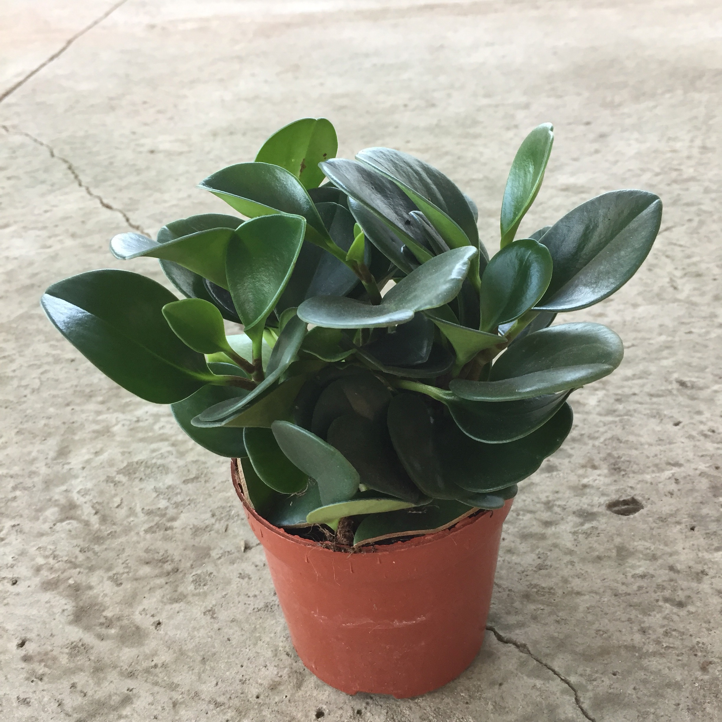 Cây trường sinh trồng chậu đỏ đường kính 20cm nhiều nhánh lá xanh đẹp thích hợp trang trí nội thất