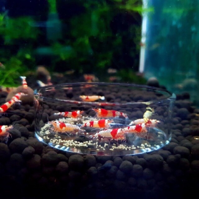 [HCM]Chén Tép - Ống Thủy Tinh Cho Tép Ăn - Dụng Cụ Để Thức Ăn Tép - Chén Ăn (6cm)