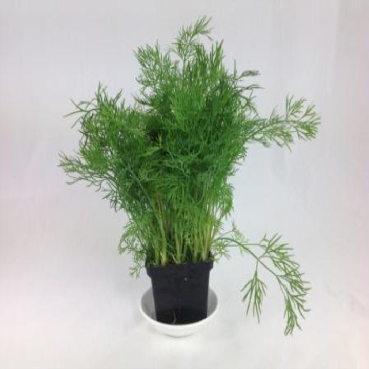 5 gram hạt giống rau thì là