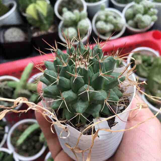 Xương Rồng Gai Sầu Riêng