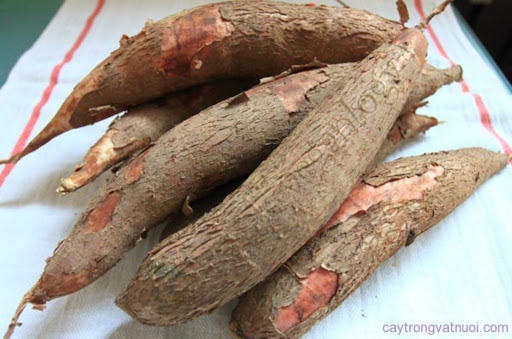Khoai mì, củ sắn giao nhanh tại tphcm