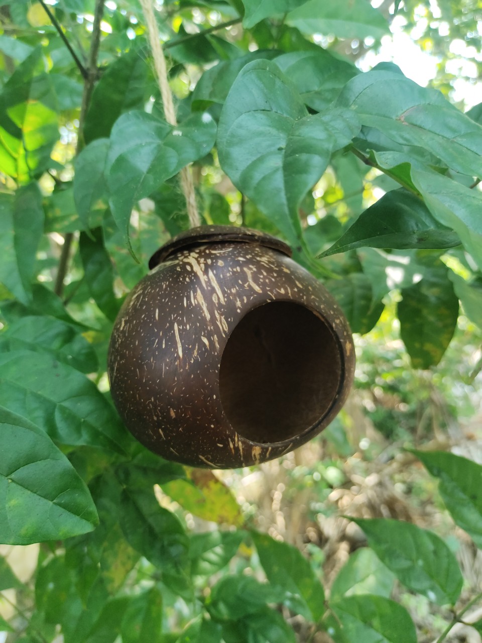 Tổ chim gáo dừa giá sỉ chỉ từ 15k